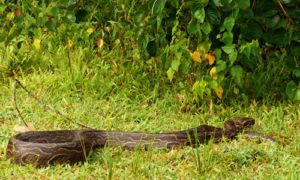 Python in Murchison Falls National Park