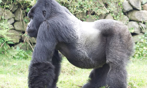 Gorilla Safari in Rwanda