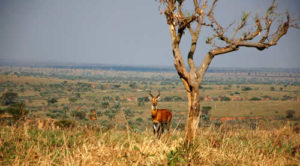 Uganda Wildlife Safaris