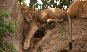 5 days Uganda Wildlife safari