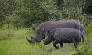 Ziwa Rhino Sanctuary