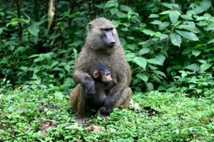 Primates safari in Uganda