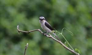 Gorilla trek in Mgahinga with birdwatching