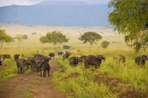 15 Days Uganda safari