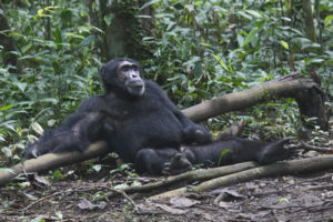 Chimpanzee trekking during a Uganda Rwanda safari