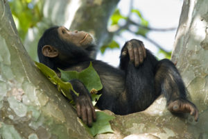 5 Days Rwanda Safari