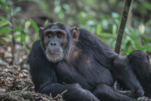 Chimpanzees in Kibale Forest
