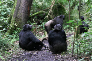 6 Days Rwanda tour with gorillas