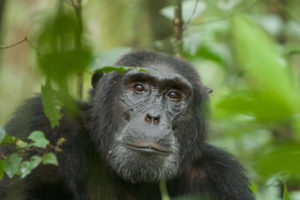 Safari in Rwanda, Congo and Uganda