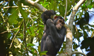Chimpanze trekking in Kalinzu