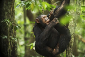 tracking chimpanzees during a Rwanda Uganda tour