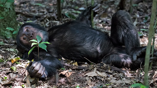 14 Days Uganda and Rwanda Safari Adventure