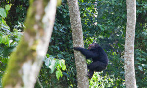 10 Days Rwanda Uganda Wildlife Safari