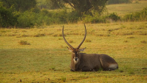 9 Days Mount Rwenzori hiking