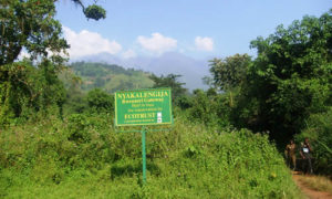 Rwenzori Mountains hiking