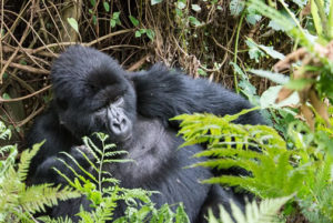 Comparing gorilla trekking in Congo, Uganda and Rwanda