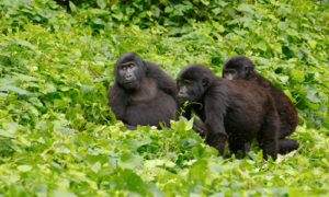 The best country for a gorilla trekking tour. Comparing gorilla trekking 