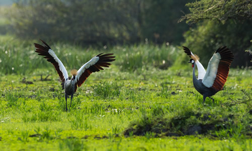15 Days Wildlife Safari in Uganda