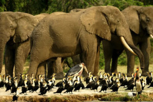 4 Days Uganda Wildlife Safari