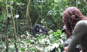 The experience of gorilla tracking