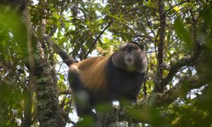 3 Days Rwanda Gorilla Tour and Golden Monkeys