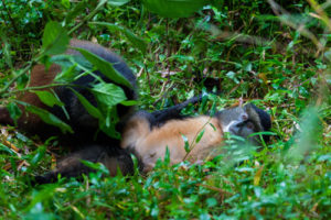 4 Days Rwanda Golden Monkeys and Gorillas