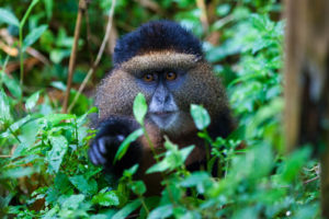 10 Days safari in Uganda and Rwanda