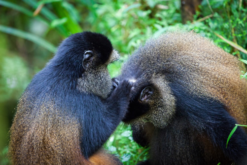 14 days tour of Uganda and Rwanda