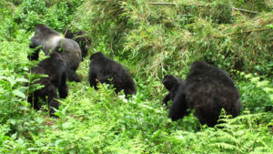 Rwanda Gorilla Groups