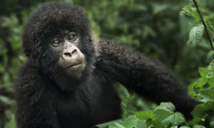 Gorilla families in Congo
