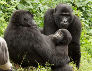 Mountain gorilla groups