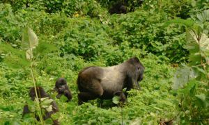 bwindi gorilla families and groups