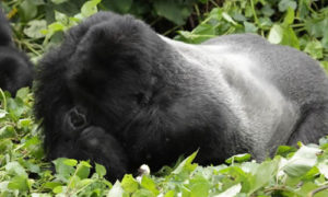Congo habituated Gorilla familes and groups