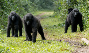 uganda gorilla families