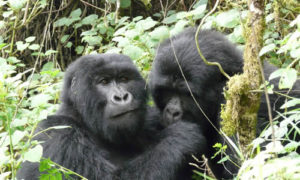 mgahinga gorilla groups and families