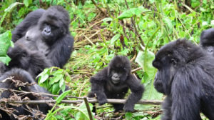 Gorilla families