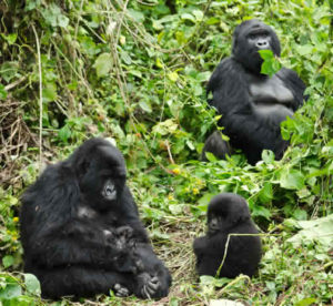 Gorilla groups and families in Virunga National Park