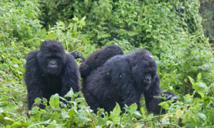 Habituated Gorilla groups and families in Rwanda