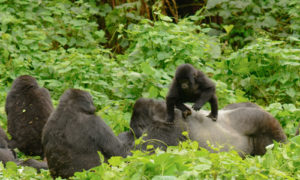 uganda gorilla groups