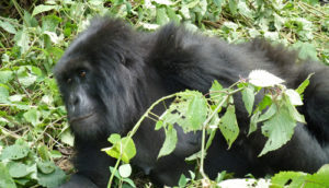 Gorilla groups in Congo
