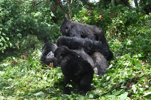 2 Days Rwanda Gorilla Trekking