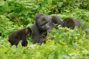 10 Days Uganda Rwanda Safari