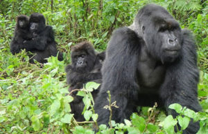 4 Days Gorilla tour and Nyiragongo Hike