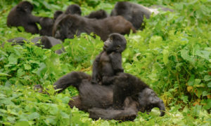 13 days Uganda Rwanda safari