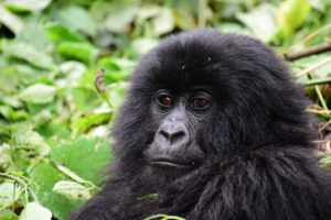 6 Days Rwanda Wildife Safari