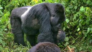 gorilla tracking uganda and Rwanda