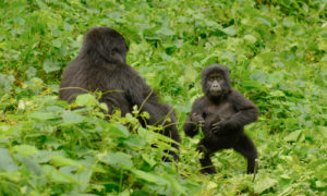 7 Days primates safari