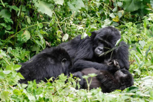 gorillas on a 7 Days Uganda wildlife safari
