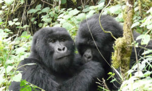tracking gorillas in Mgahinga