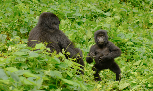 3 Days Uganda Gorilla Tour